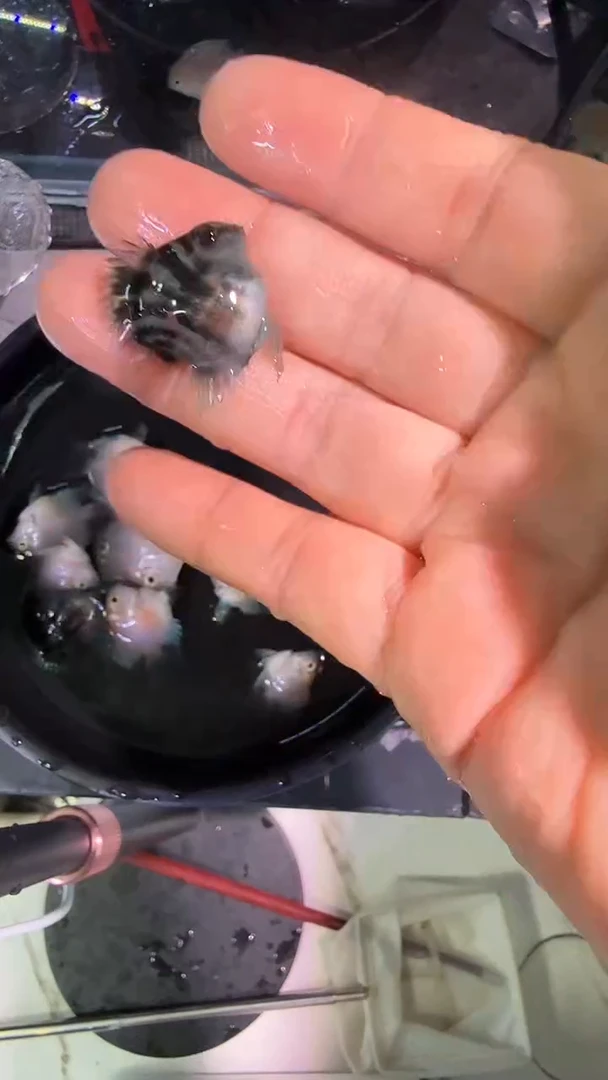 鹦鹉鱼24242424242424