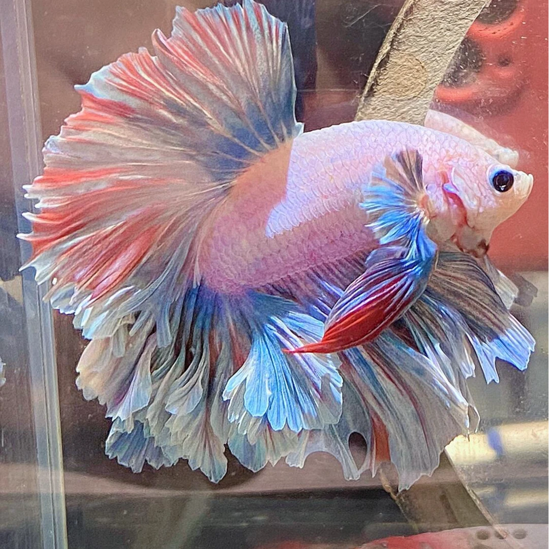 斗鱼直播选鱼301-430编码泰国斗鱼活体小型鱼热带鱼耐斗鱼观赏鱼