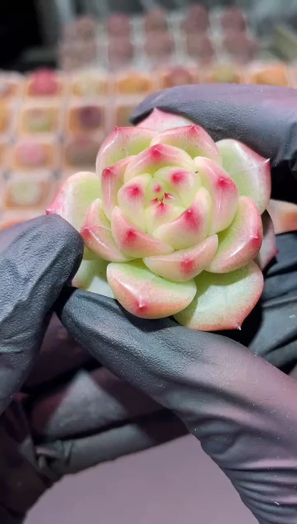 闪购3162千官多肉一颗  4-4.5厘米