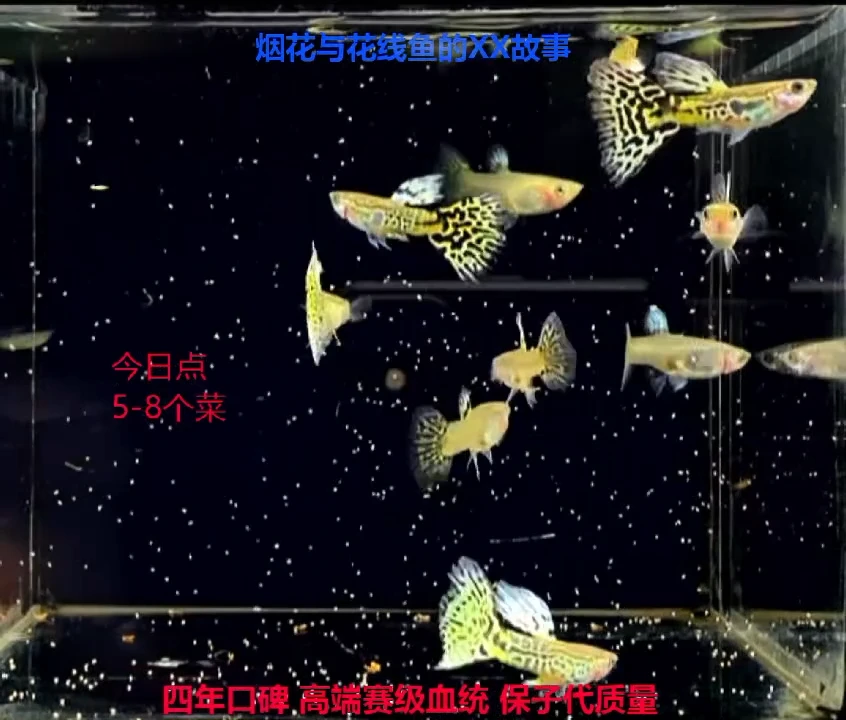 孔雀鱼黄蛇压成练手5对