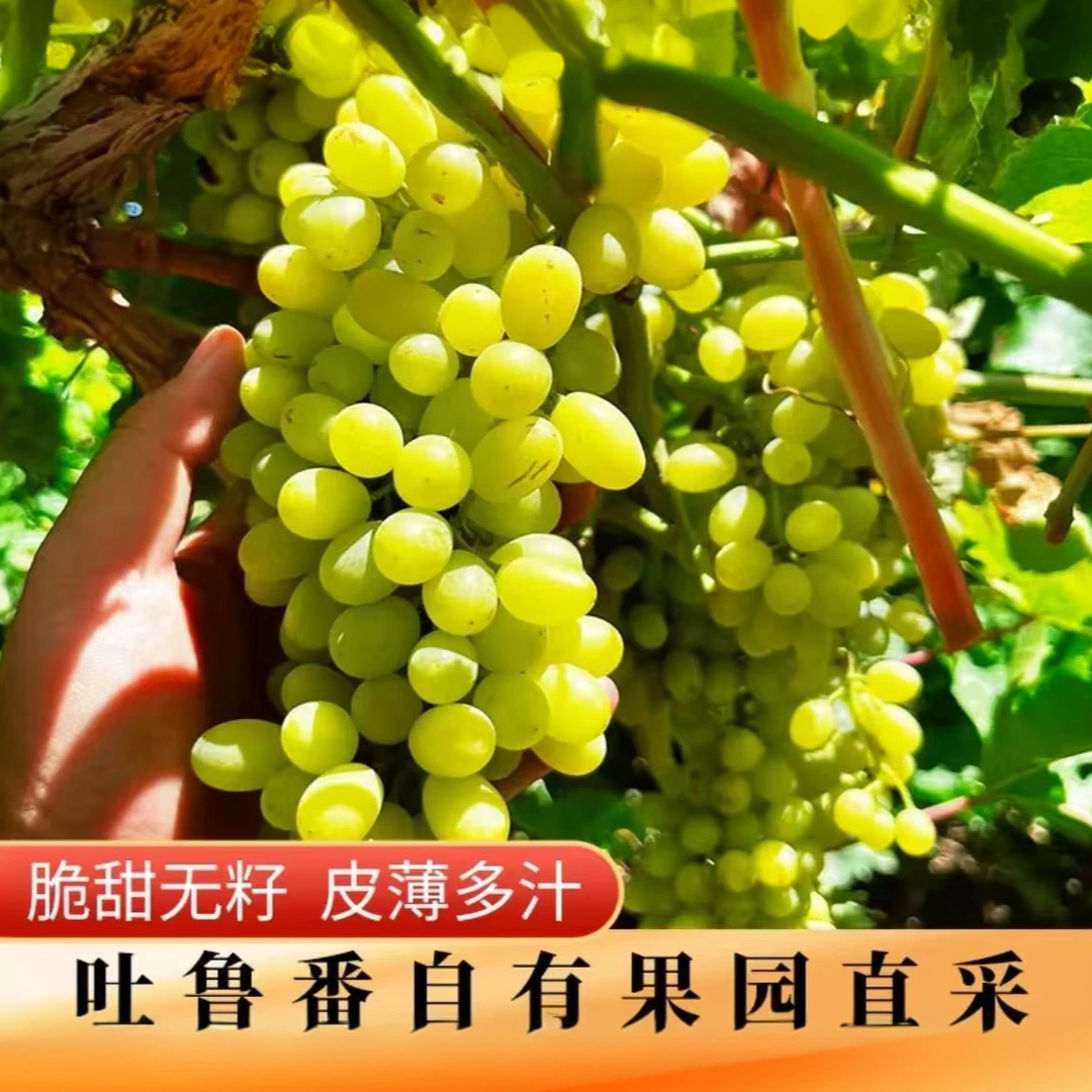 新疆吐鲁番当季新鲜水果无核白马奶提无籽皮薄脆新疆维吾尔自治区