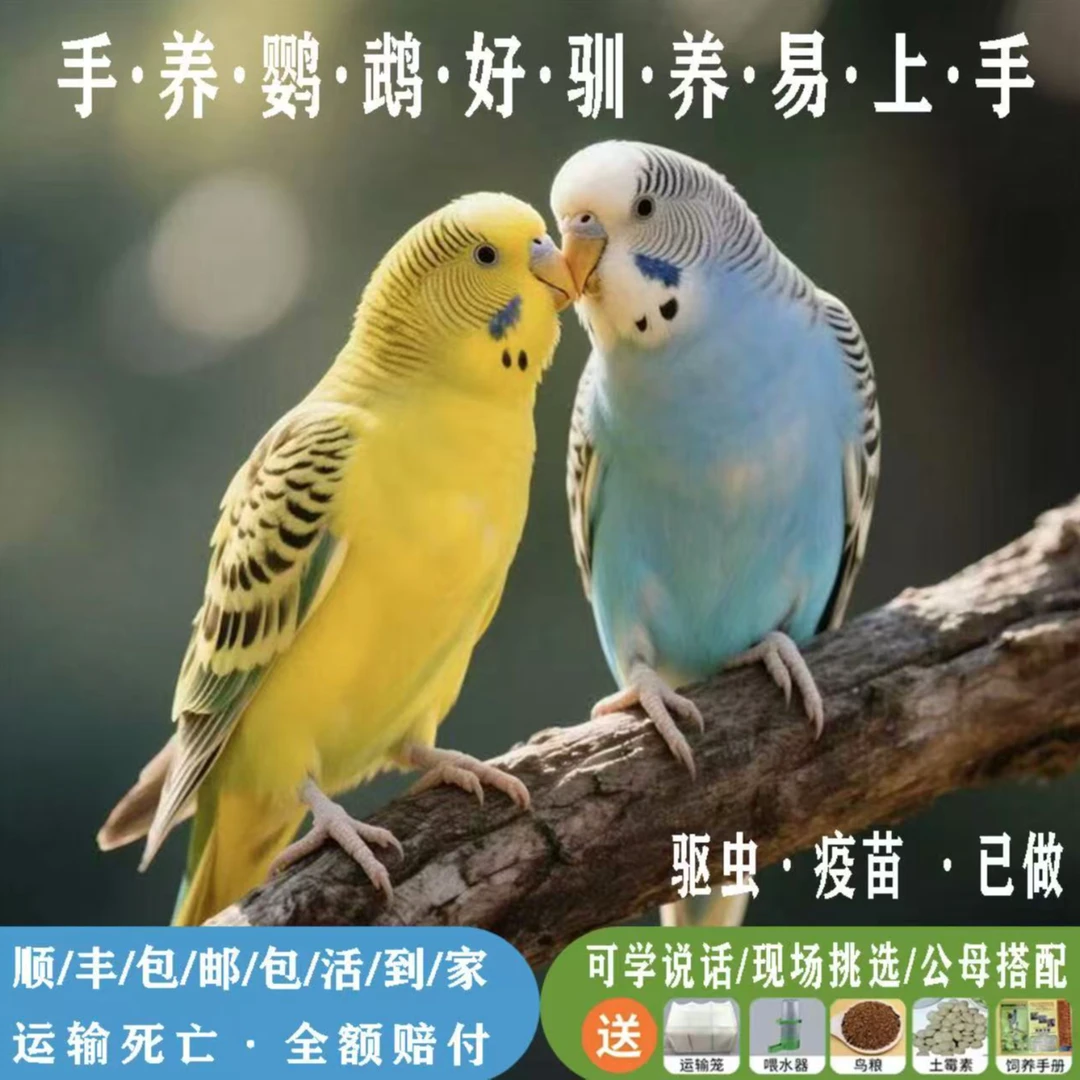 特色手养虎皮鹦鹉可说话可上手可亲人宠物鸟