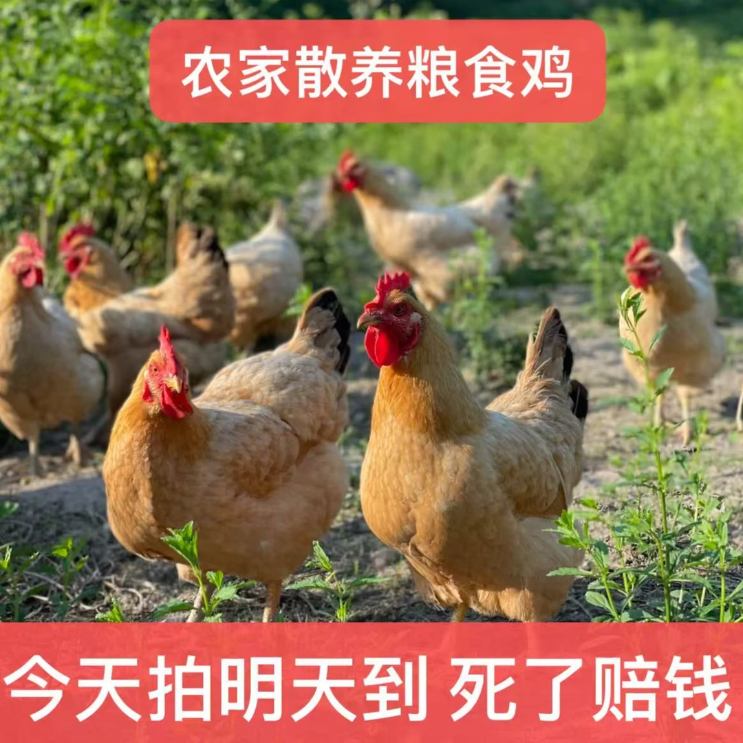 农村散养土鸡正宗一斤粮食鸡【到手7只】