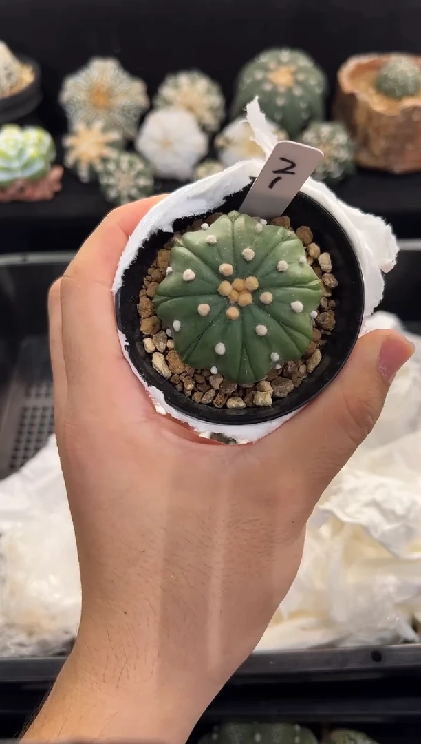 J***e不含盆土实生编码21