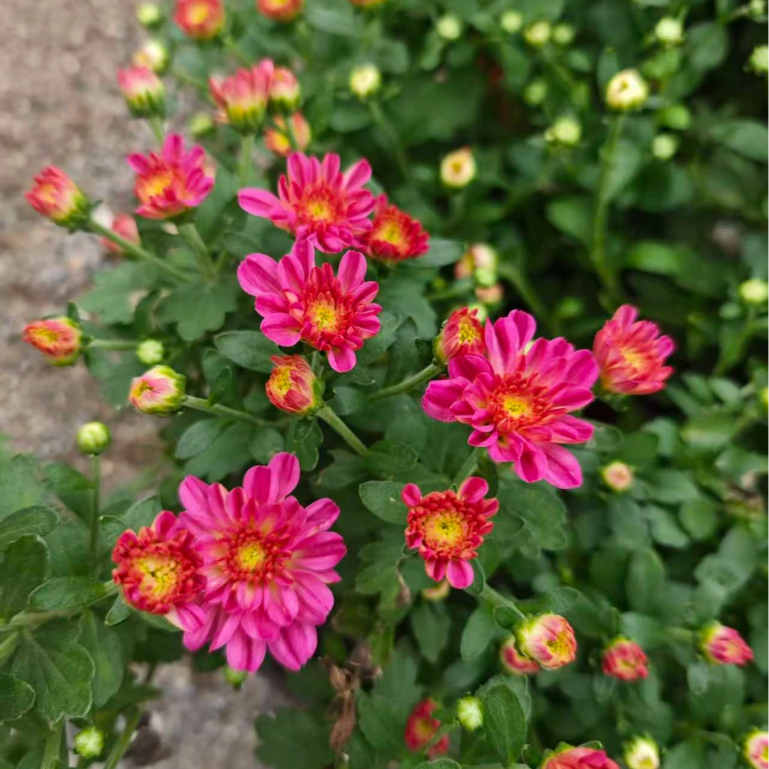 【多彩深粉】球菊多年生插花超长待机