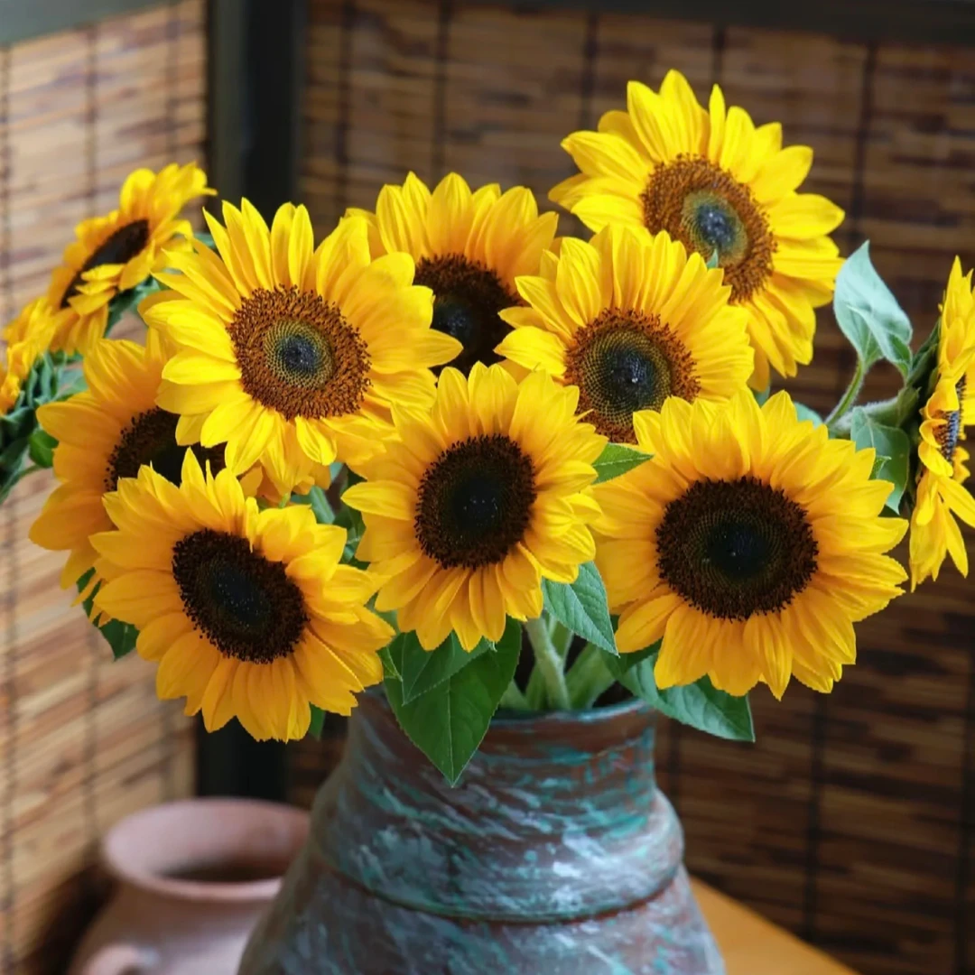 向日葵盆栽带花苞葵花活苗室内阳台室外四季开花植物绿植花卉鲜花