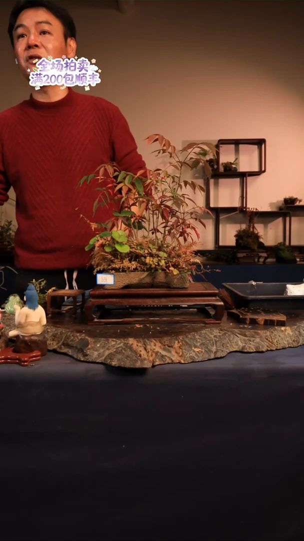 完全开放B31草本植物 不包邮