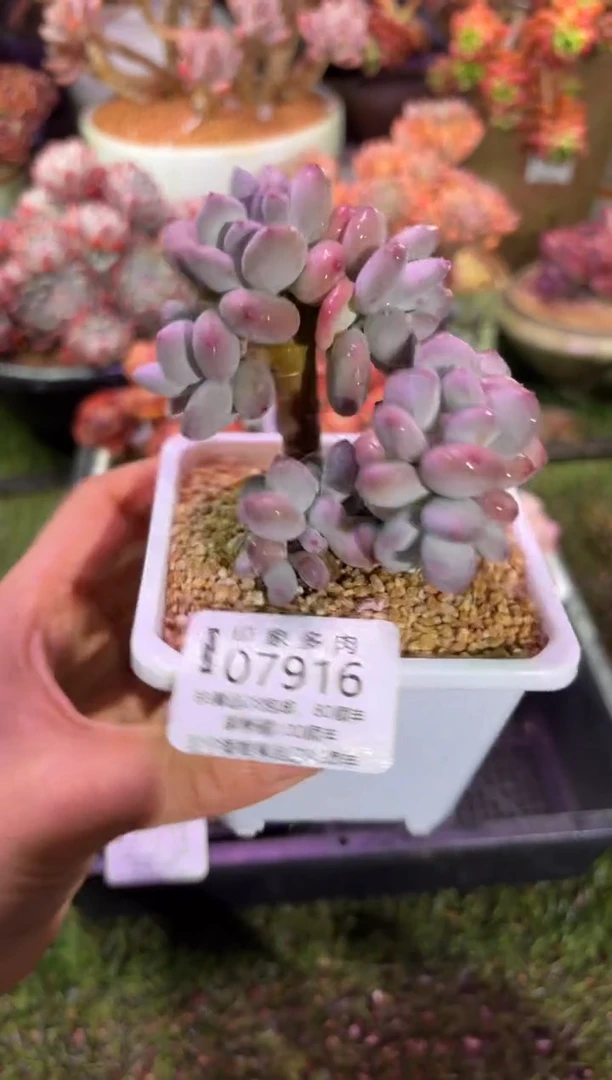 【闪购商品】07916