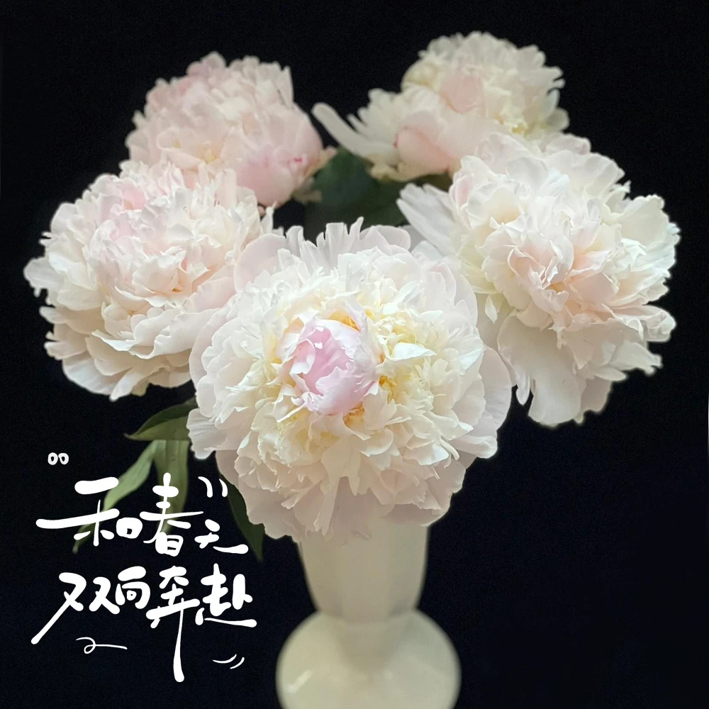 现货【进口芍药羞涩女王】芍药花羞涩女王芍药鲜切花插花进口芍药