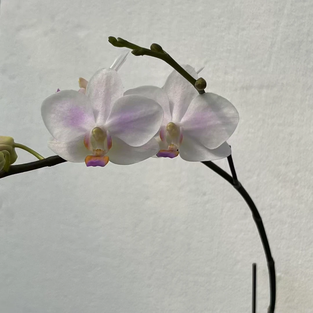 【残雪】 蝴蝶兰开花发货室内趣味办公室客厅卧室盆栽 双君花卉