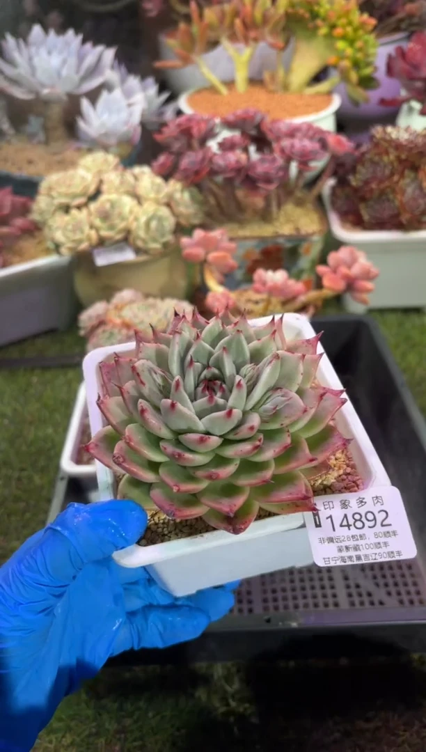 【闪购商品】14892