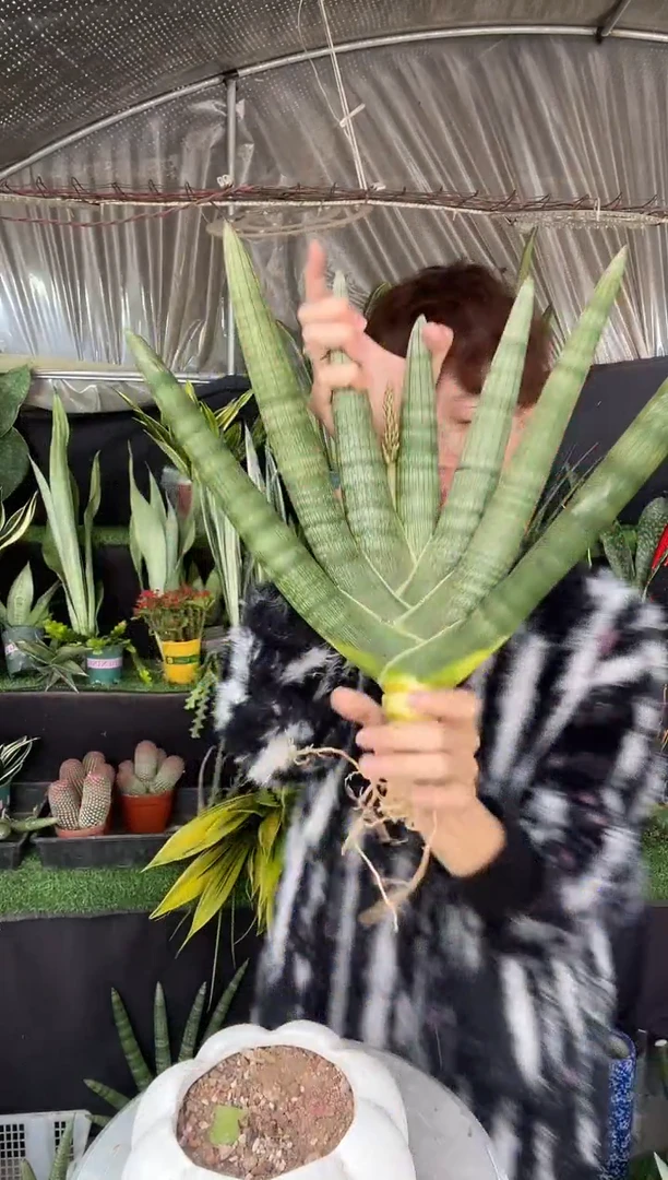 【闪购商品】6叶佛手兰超大号裸根26.8