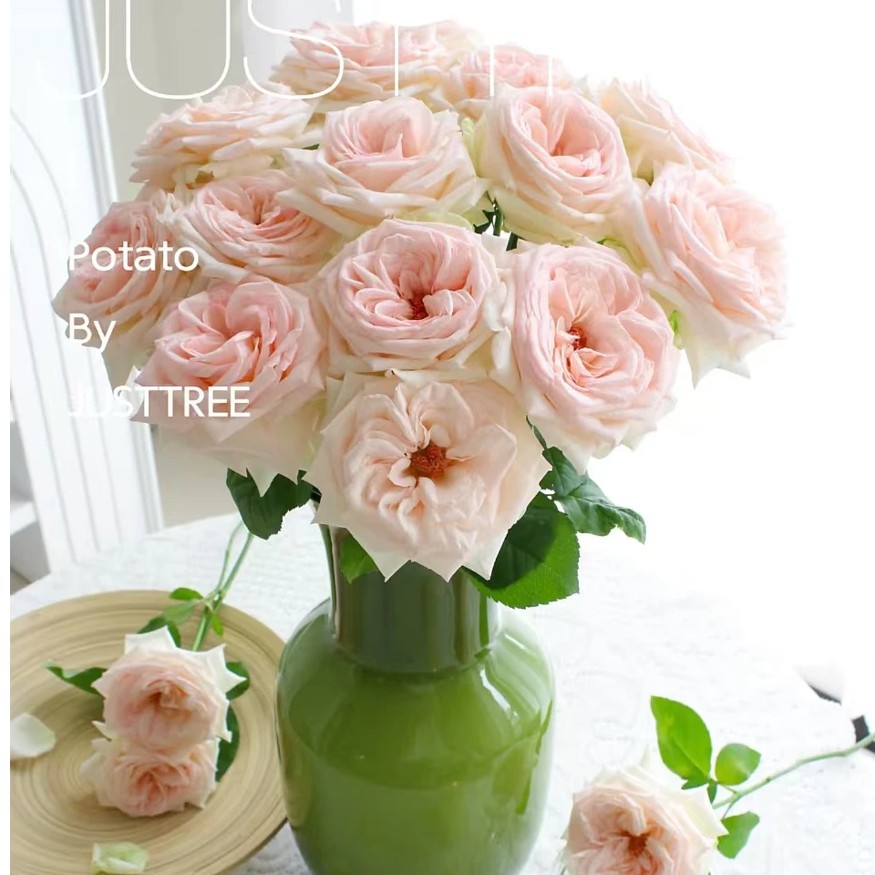 【含香玫瑰】高等级玫瑰/全场1单送货上门（2单升级顺丰包邮）