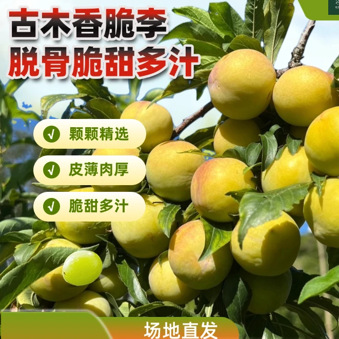 云南文山古木本地香脆脆甜多汁香甜可口纯甜无酸脱骨脆甜脱骨李