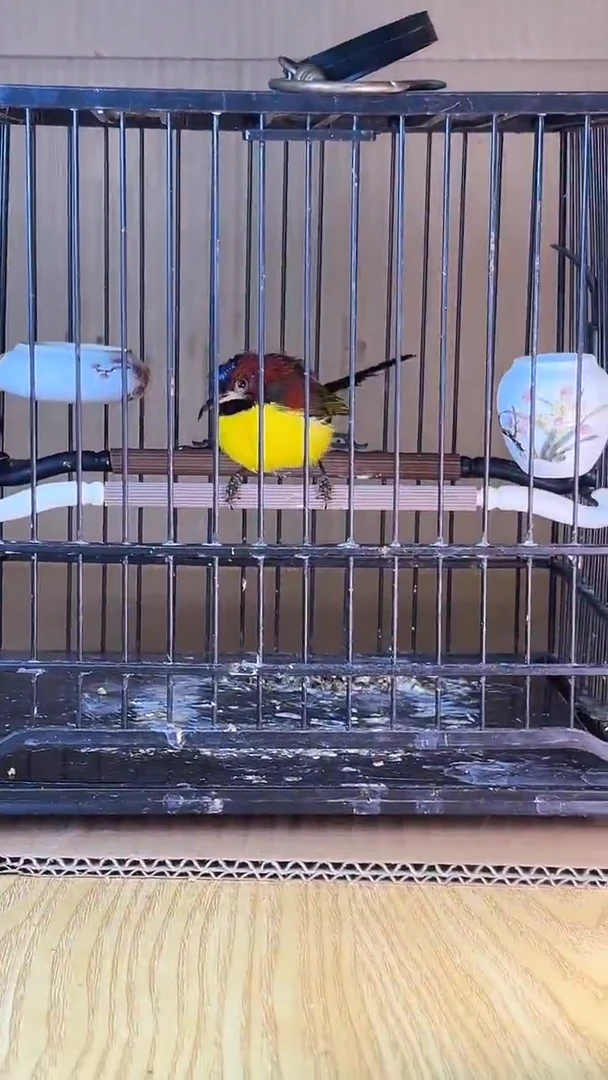 5号蓝喉太阳养笼0元起拍