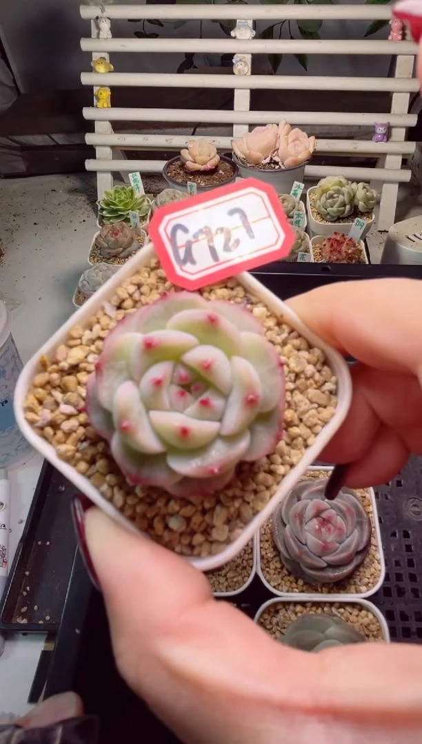 【闪购商品】G727柳絮一物一拍