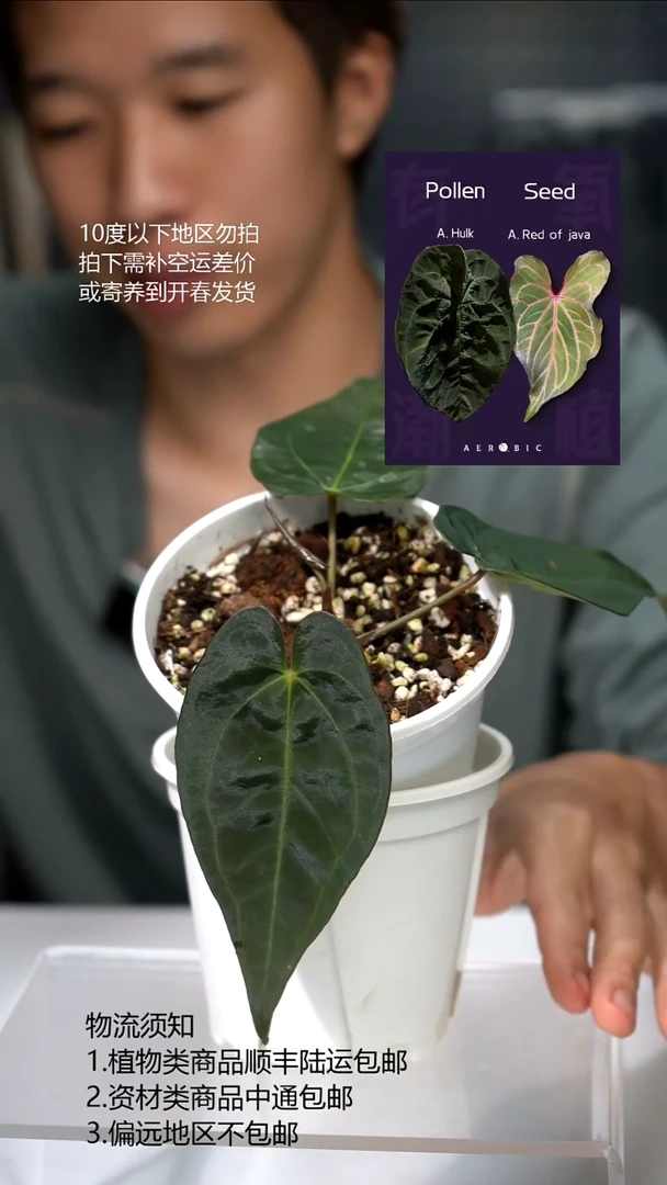 完全开放papi籽播