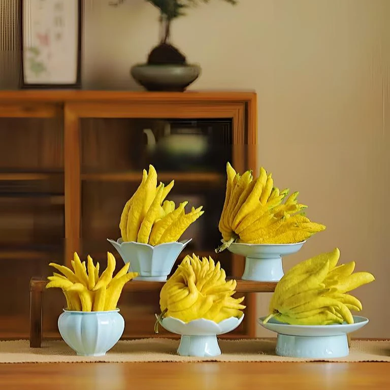 云南高山佛手柑清供闻香食用绿植茶桌面摆放