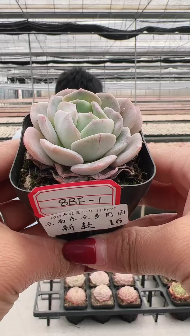 【闪购商品】新款多肉-16