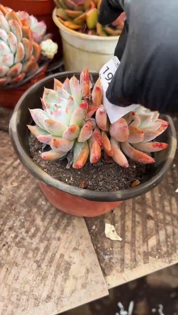 晨***煜多肉植物一物一拍19216