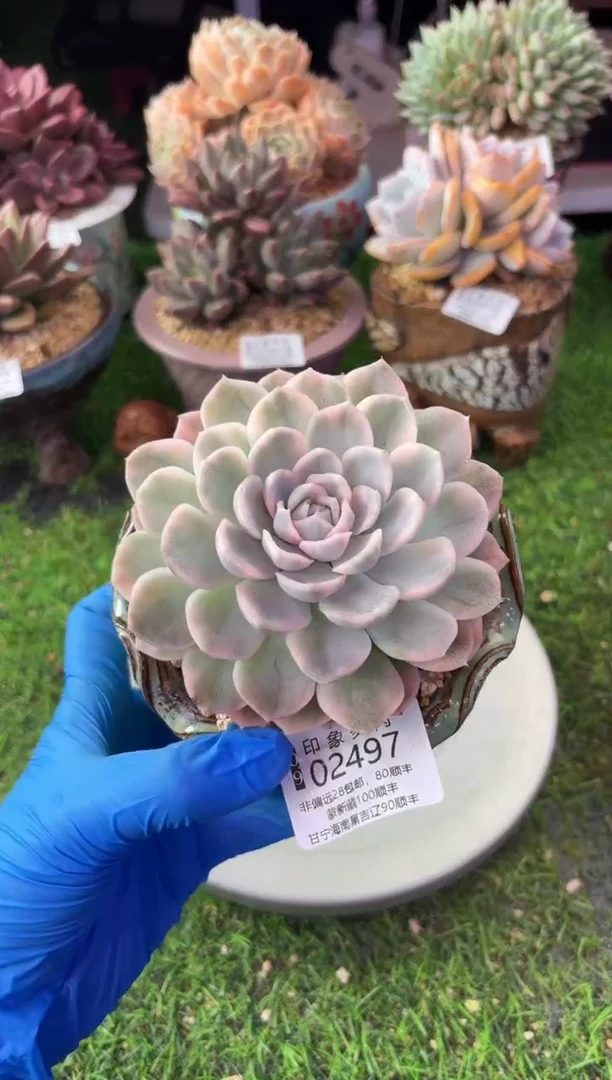 昆明印象多肉02497