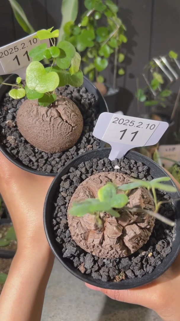 【闪购商品】南非龟甲龙2.10.11