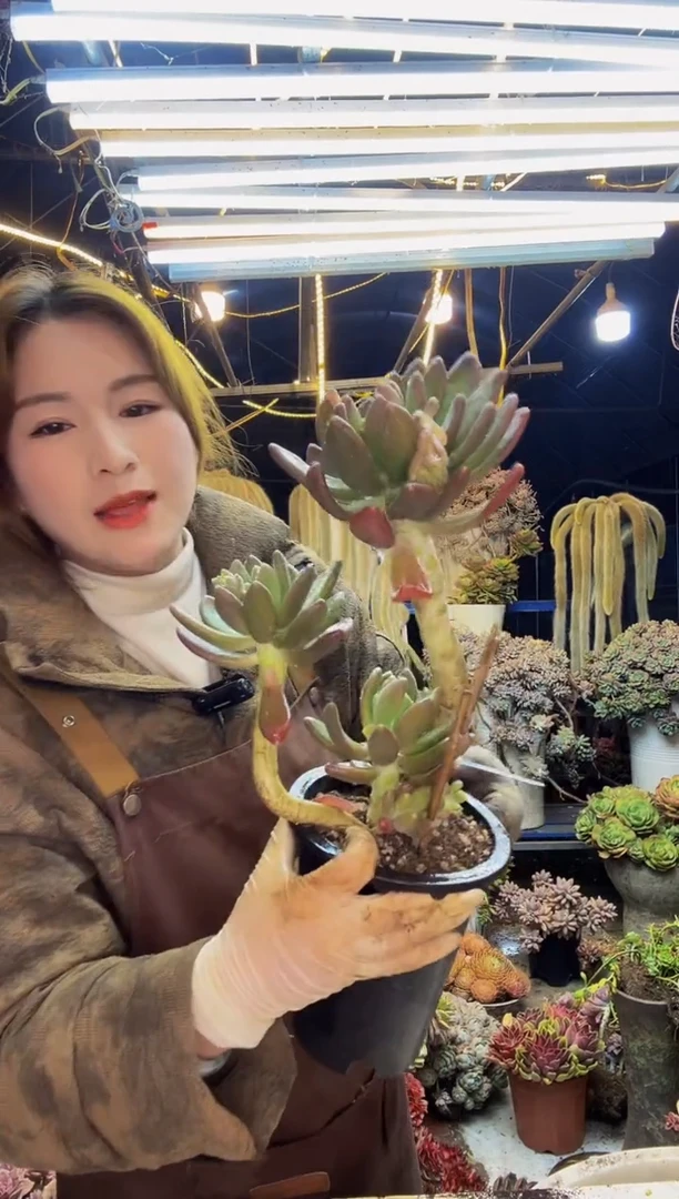 【闪购商品】我是天才金蝉多肉一物一拍