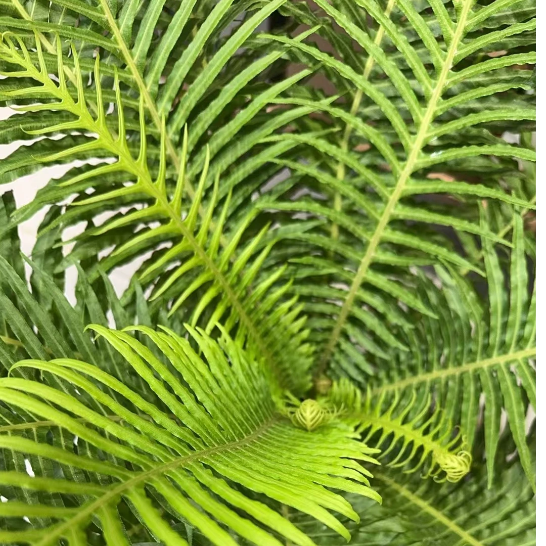富贵蕨盆景室内茶空间花卉绿植一物一拍