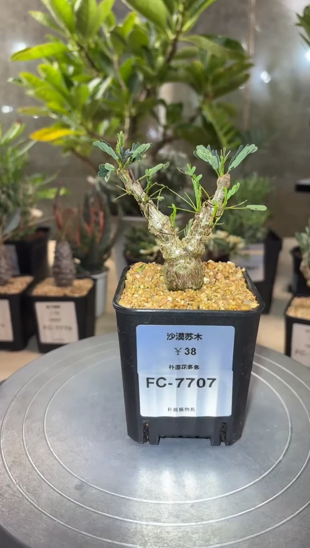 沙漠苏木FC-7707