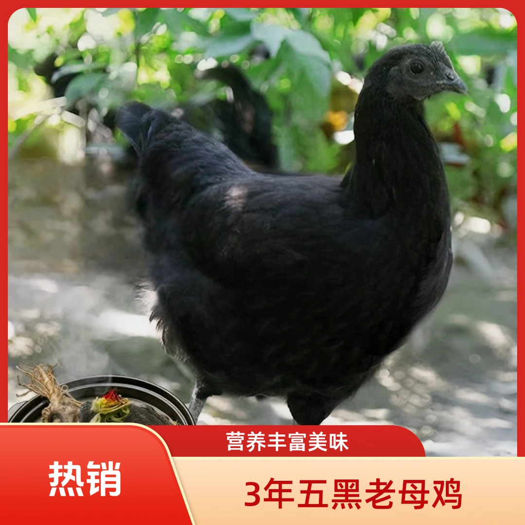苍溪土鸡五黑老鸡生态放养原粮饲喂营养健康