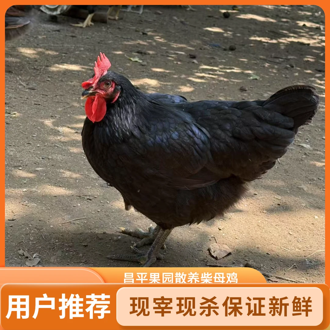 昌平果园散养两年老母鸡月子鸡/现宰现杀/处理干净/带内脏/毛重4斤