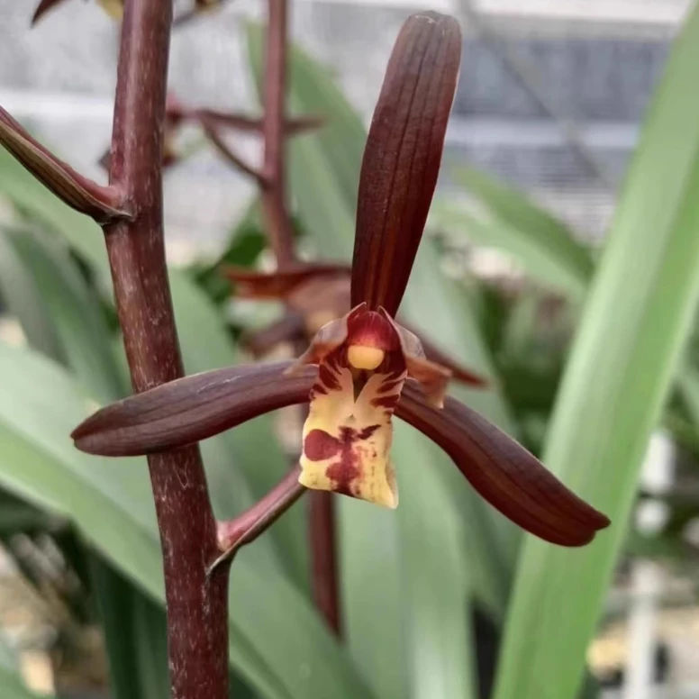 墨兰【金华山】红花浓香型 花期11-3月份