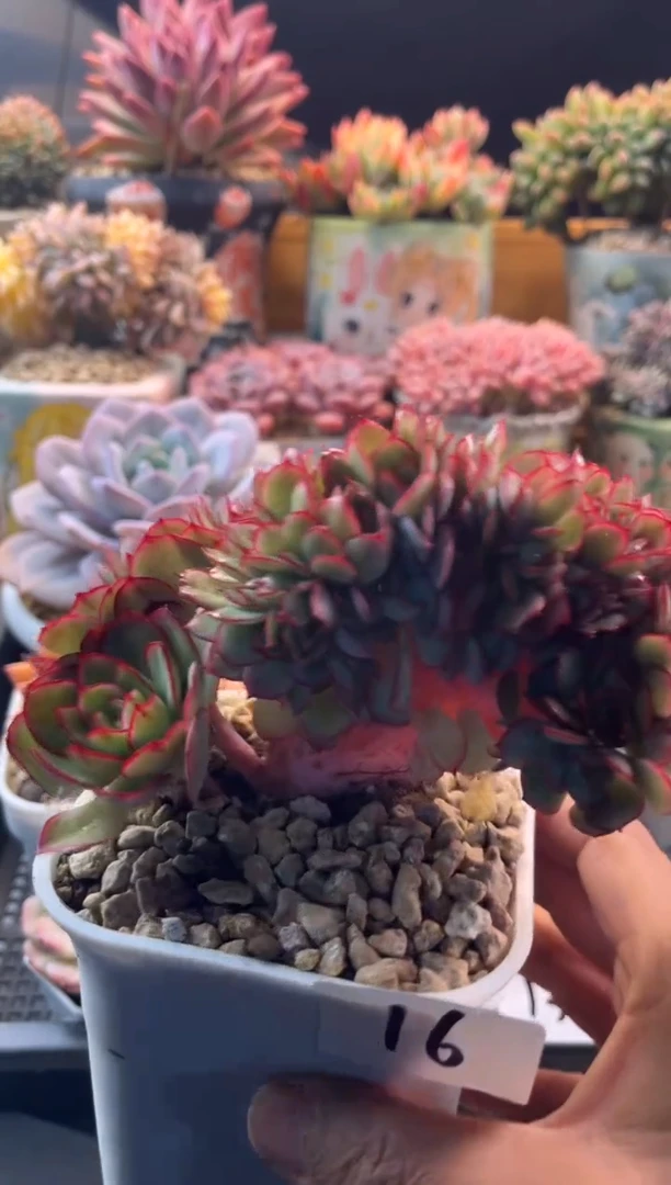 11.27-16牡丹亭缀化111111111