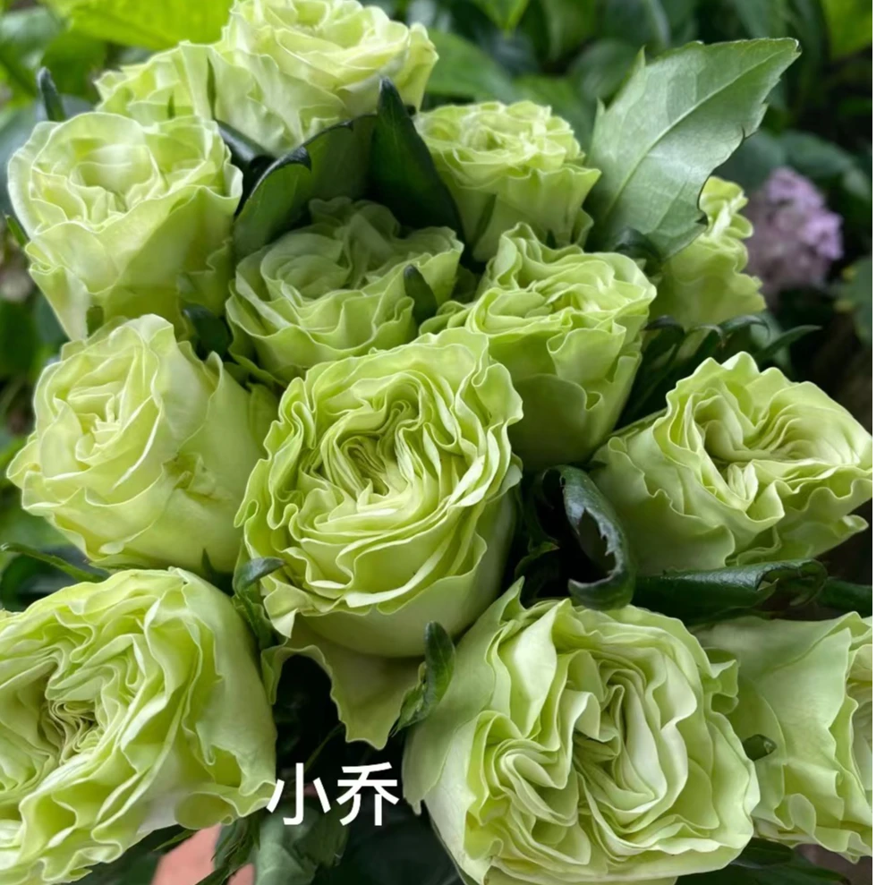 小乔大苗  四季灌木月季