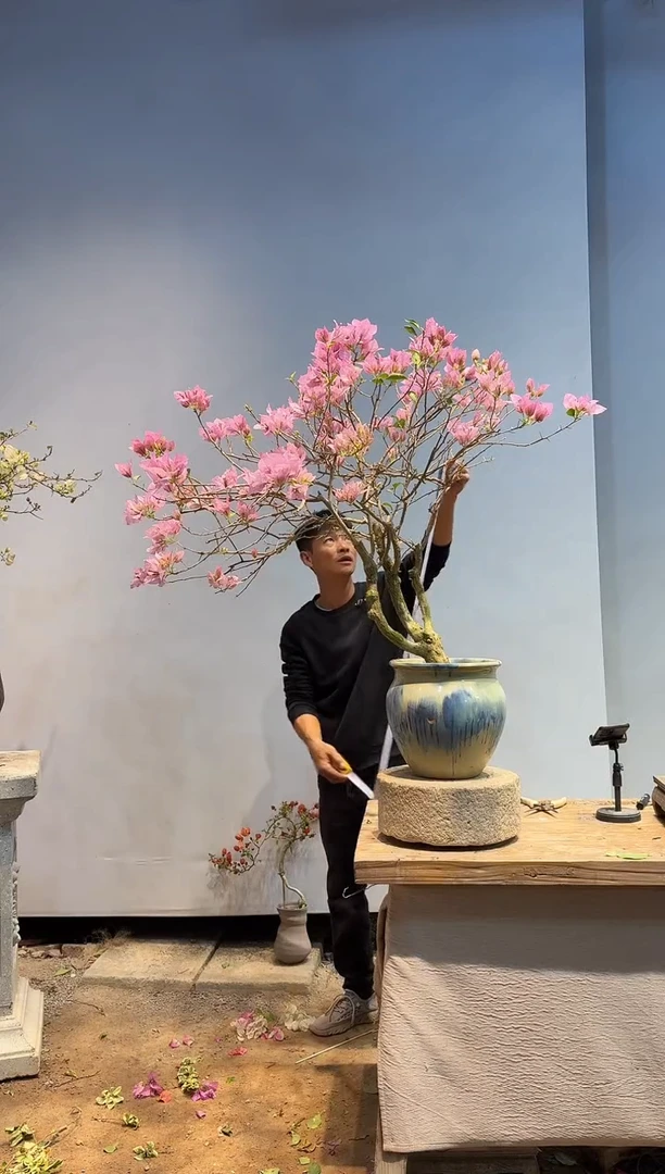 以实际为准三角梅62