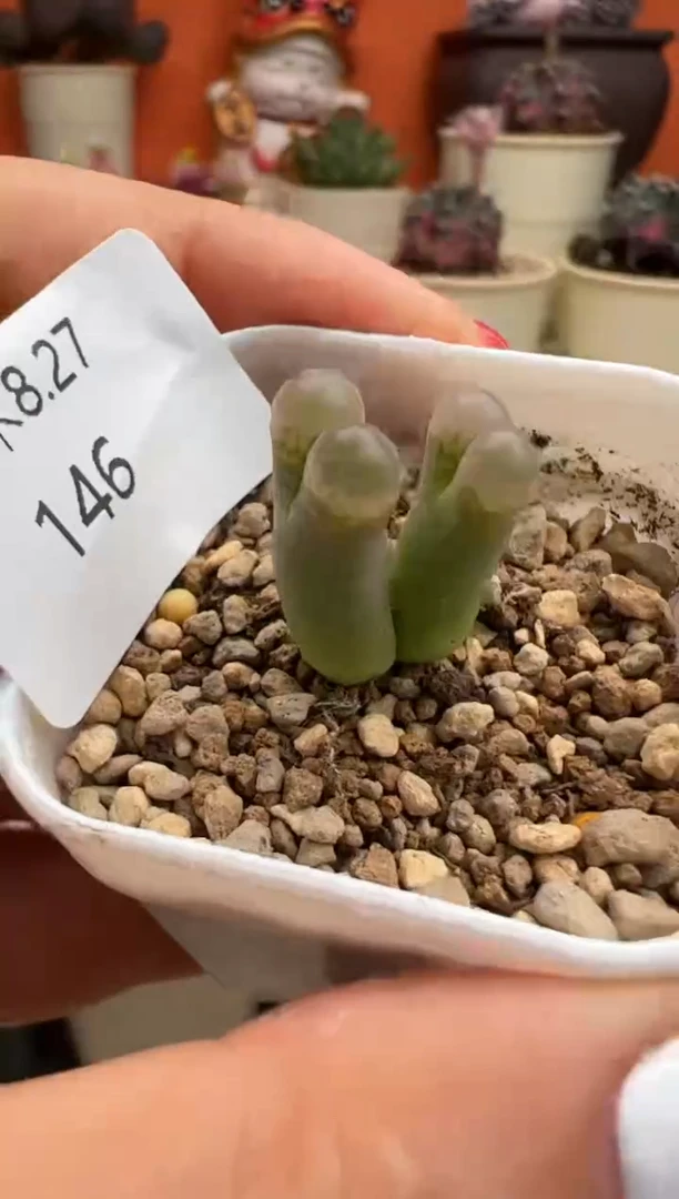 146.。。。。。。。。。。。。。。。。