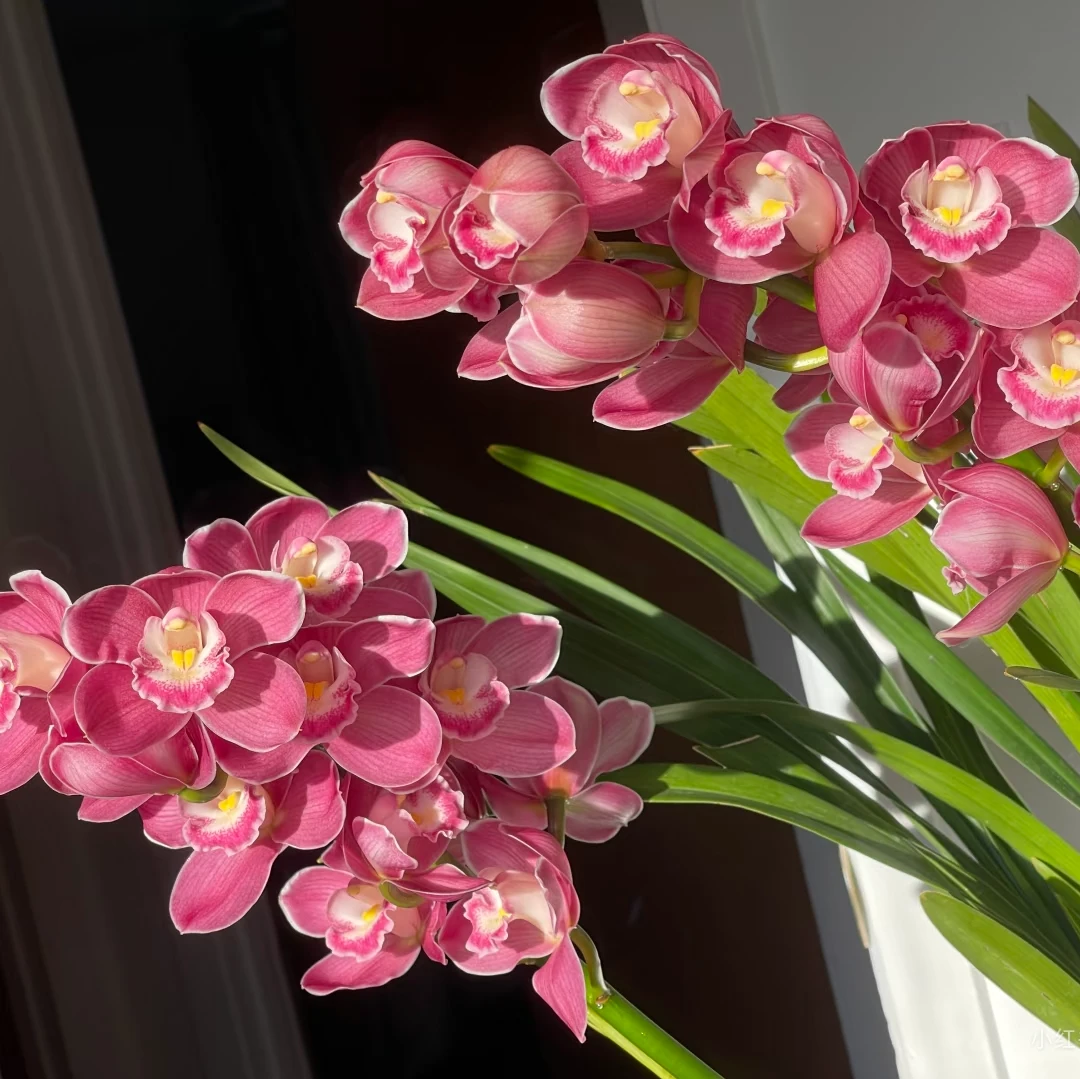 【绣球】大花蕙兰粉色带花苞年宵花室内好养兰花绿植盆栽