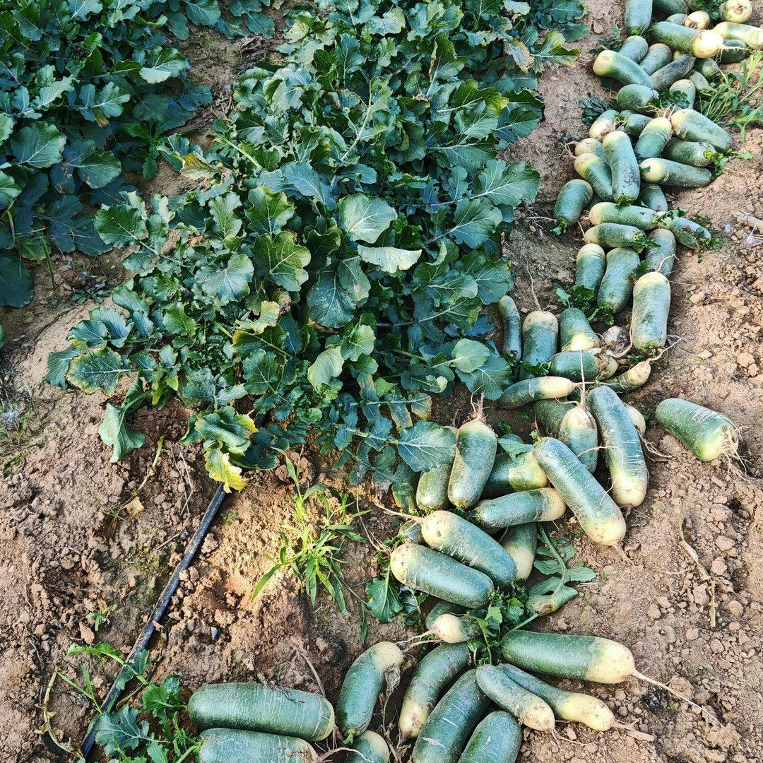 生吃甜脆，会尖叫的萝卜【庶仁生态】