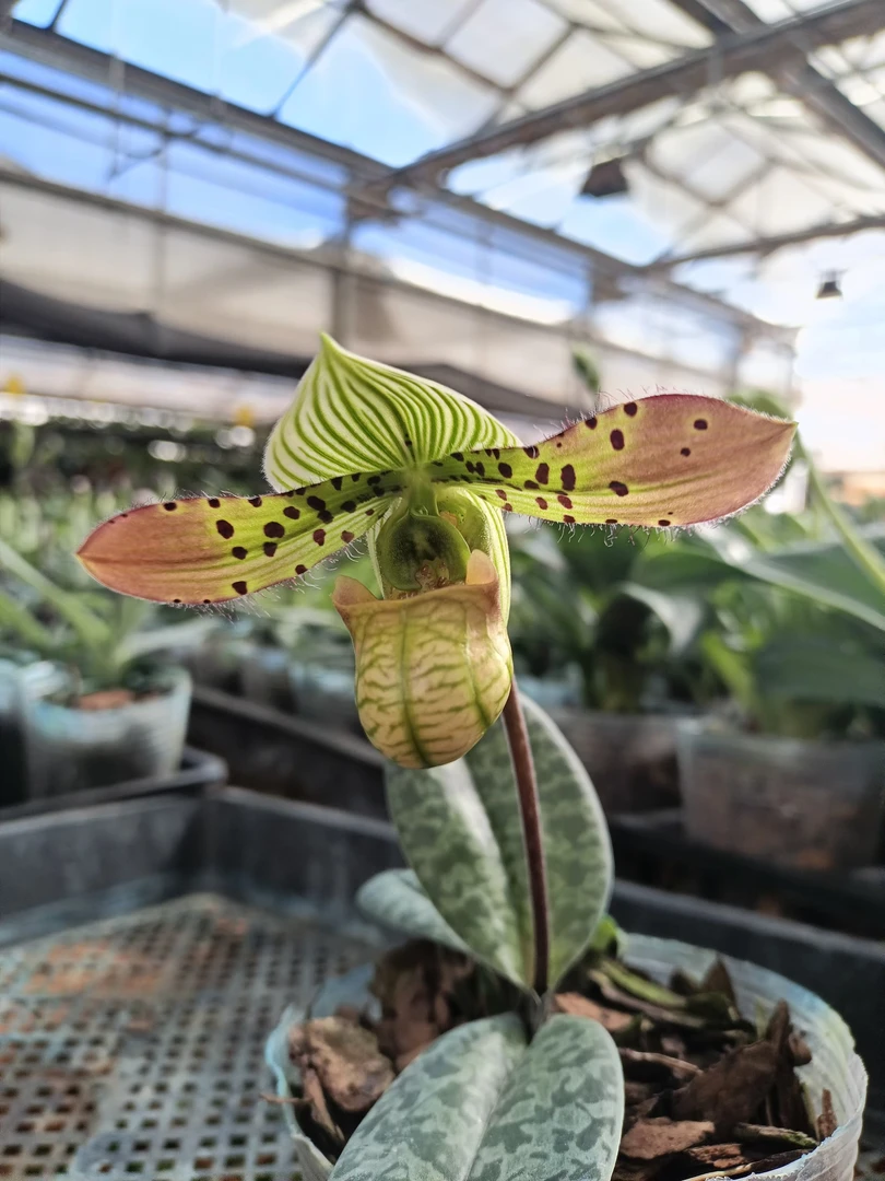 【秀丽兜兰】兜兰兰花好养鲜花花期长