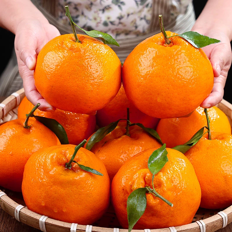 四川春见耙耙柑柑橘4-8斤香甜爆汁爽口细腻新鲜采摘非丑橘不知火