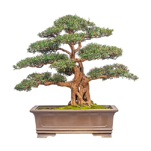 【绿植盆栽】紫薇/赤楠/杜鹃等绿植盆栽/一物一拍植物阳台紫色