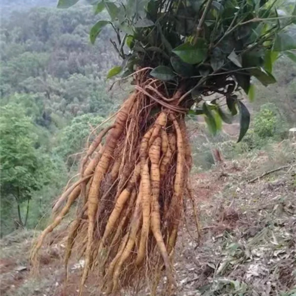 新鲜牛大力半斤五指毛桃半斤（送50克海龙）煲汤泡酒包邮