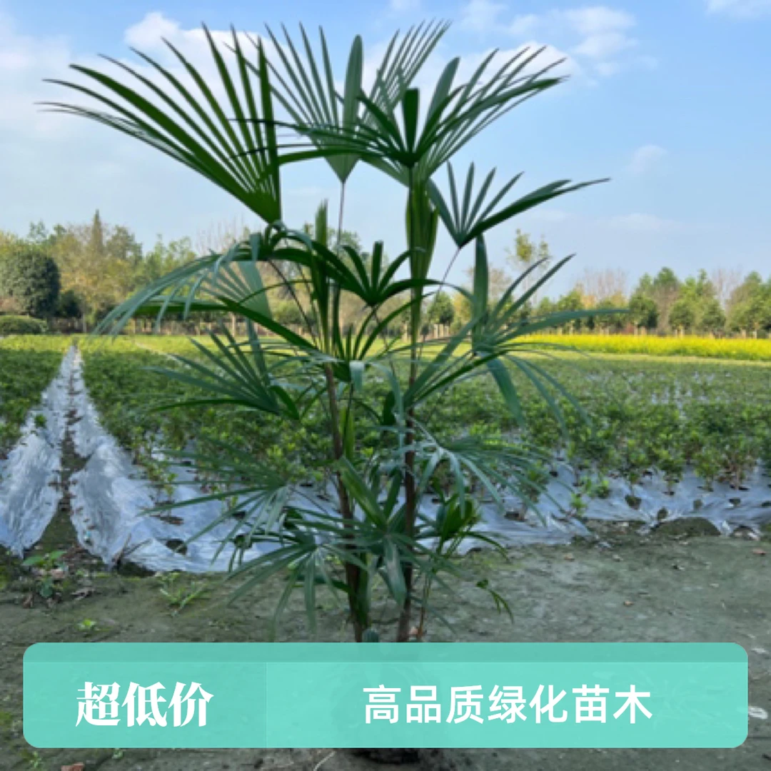 植物室内耐阴棕竹盆栽净化空气适合客厅桌面的绿植植物盆栽