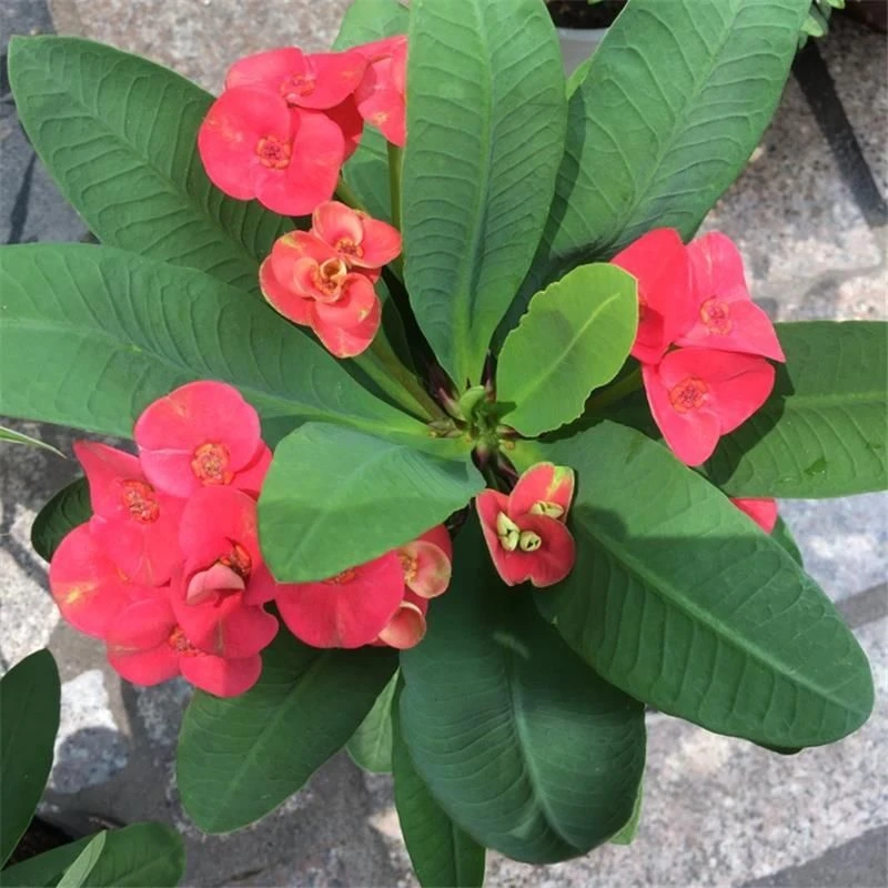 大花大叶虎刺梅盆栽铁海棠花卉刺梅好养易活四季开花室外观花植物