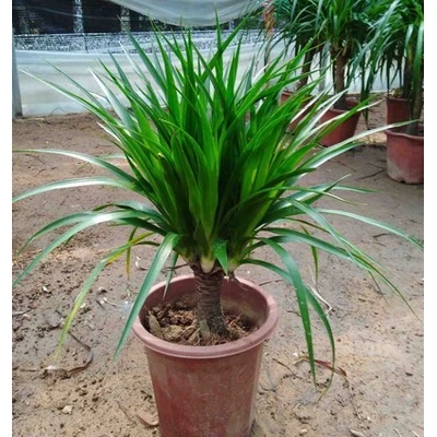 龙须树多头龙血树铁树苗盆栽大型客厅室内四季常青绿植物花卉盆景