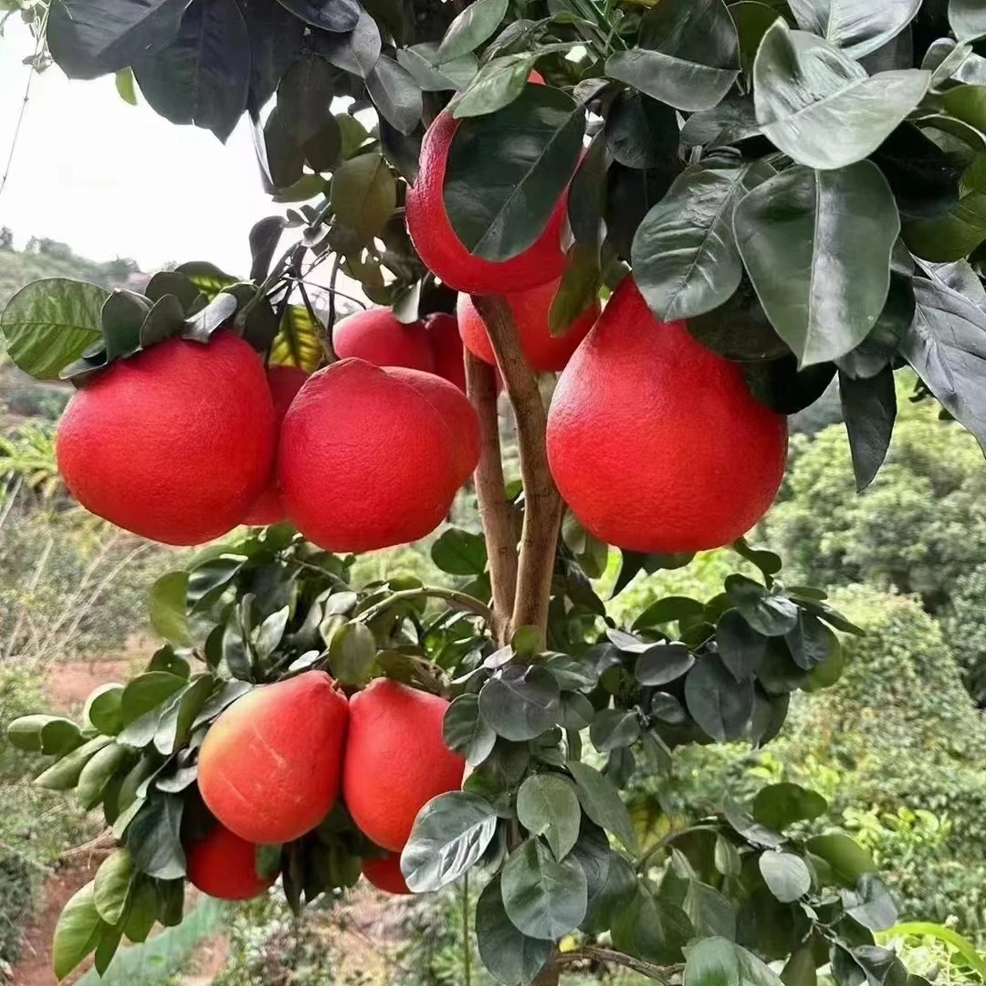 柚苗南方果树栽种土球柚子暹罗阳台树苗苗泰国三红红柚庭院大苗带