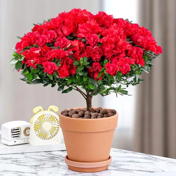 四季开花映山红杜鹃花苗盆栽室内庭院植物杜娟花树状盆带花苞发货