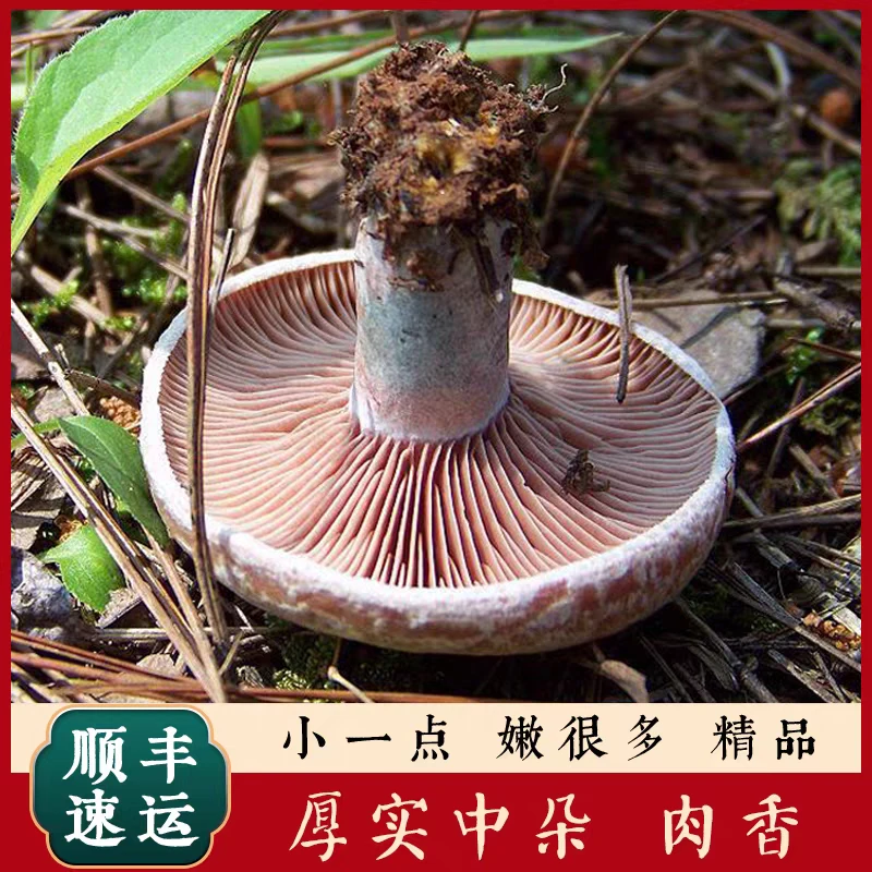 【顺丰加冰空运】野生新鲜乌枞菌  泡沫箱加冰新鲜野生蔬菜菌子很香