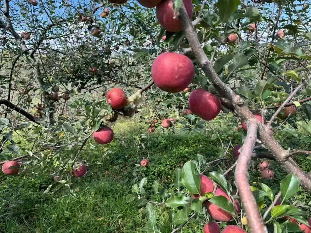 水果蔬菜苹果批发