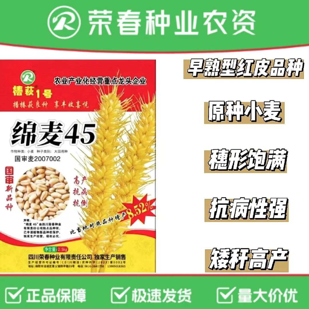 国审优质原种小麦绵麦45早熟型红皮小麦品质好产量高大穗抗病抗倒